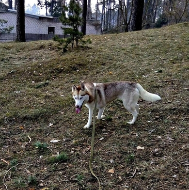 Пропала девочка Борисов, фото 4