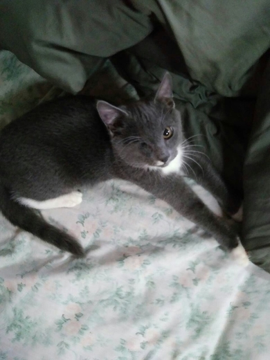 Котенок в дар