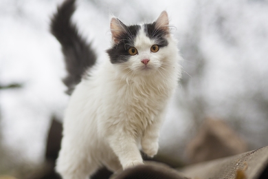 Котенок в дар