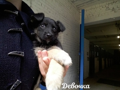 Девочка ищет дом!!!, фото 2