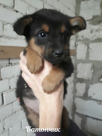 Детки САХА ищут дом!!!, фото 3