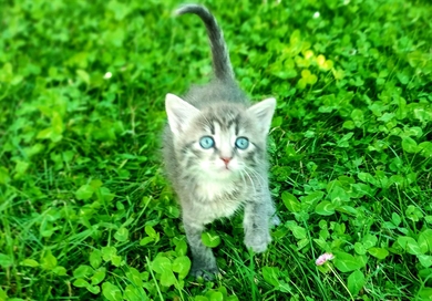 Котенок в дар, фото 3