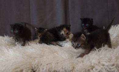 Раздача волшебных котов! 