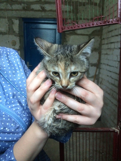 Мэри ищет ДОМ! САХ - не место для котят!!, фото 3