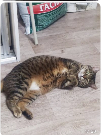 Пропала кошка