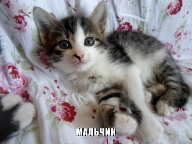 Обворожительные ребятишки ищут себе родителей!, фото 2