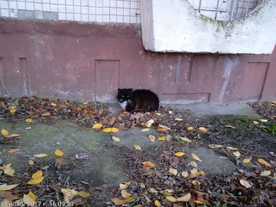 Красивая кошка СРОЧНО нуждается в доме!