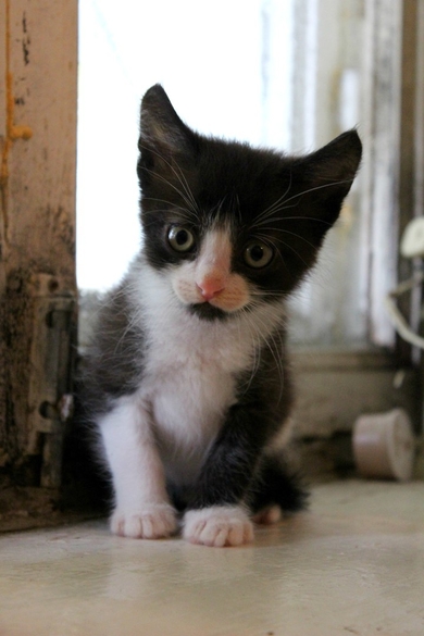 Котята и кошка в добрые руки, фото 3