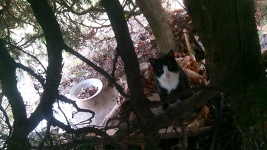 Найден кот черный с белым Курасовщина, фото 2