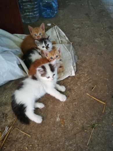 Красивые котята в дар