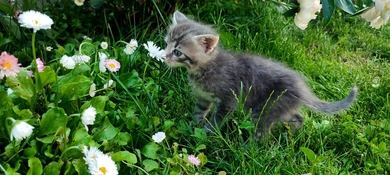 Котенок в дар, фото 4
