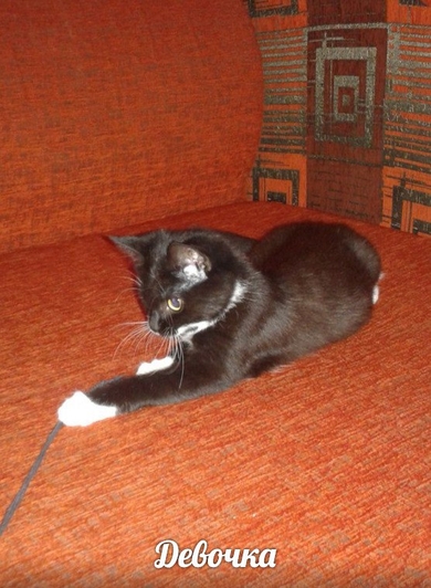 Котёнок в добрые руки!