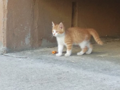 Спасите жизнь. Котенку нужна передержка или дом, фото 2