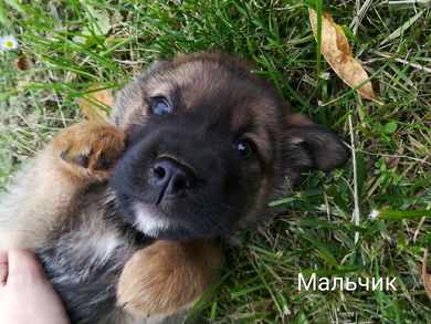 Три маленьких медвежонка в поисках дома и семьи., фото 2
