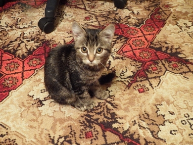 Котёнок в добрые руки!, фото 3