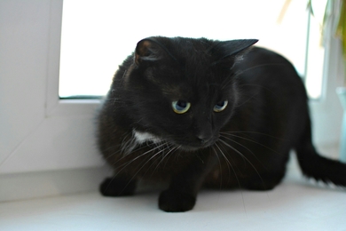 Красивая кошечка Маруся СРОЧНО ищет дом!, фото 3