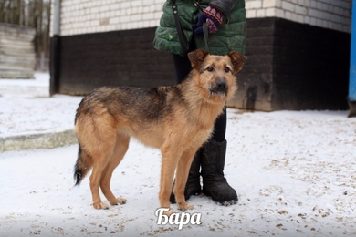 Барбариска ищет дом и любящего хозяина?