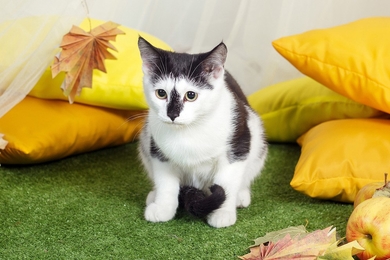 Хороший котёнок Морис.