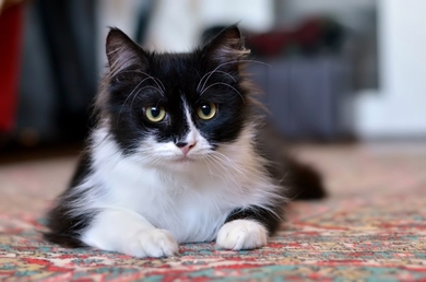 Ищет дом и хороших хозяев замечательный котейка Максик., фото 3