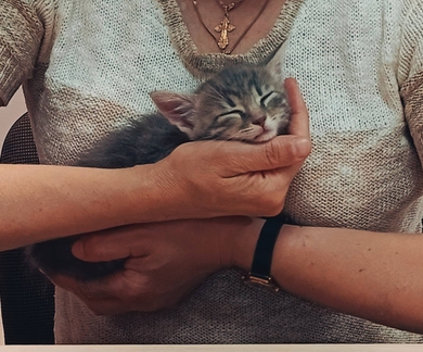 Котенок в дар, фото 2