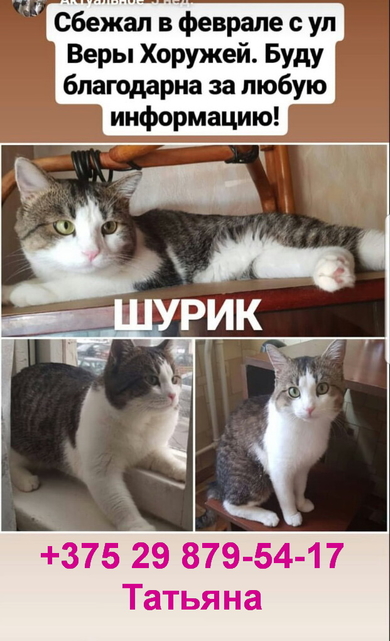 Кот Шурик