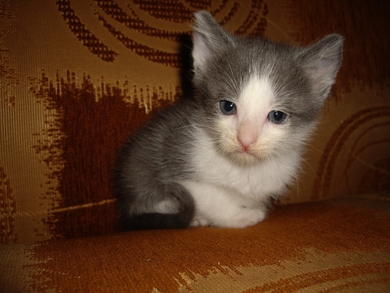 Котёнок в добрые руки!
