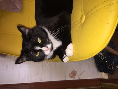 Найдена чёрная кошка с белыми носочками