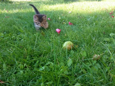 Потешный котёнок ищет дом!, фото 3