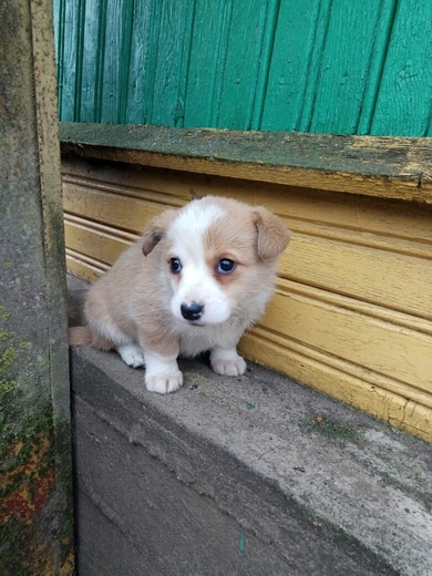 Три щенка в дар