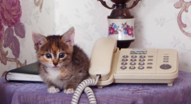 Очаровательный котёнок в ответственные руки., фото 3
