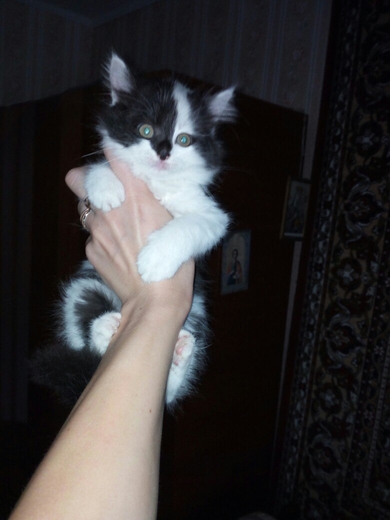 Отдам котят в ответственные руки., фото 4