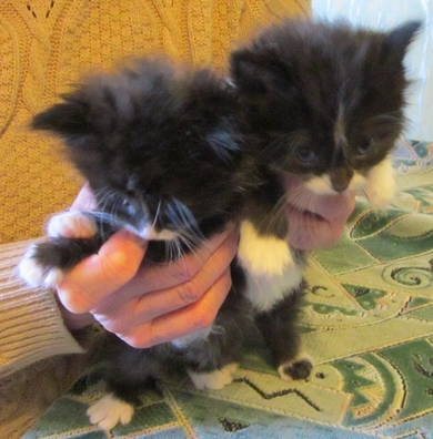 Отдам пушистых котят.