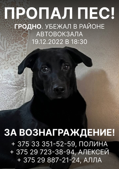 ПРОПАЛ ПЕС. В РАЙОНЕ АВТОВОКЗАЛА, ГРОДНО. НАШЕДШЕМУ ВОЗНАГРАЖДЕНИЕ