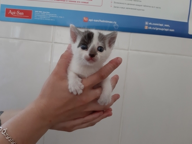 Очень красивые котята в дар, фото 2