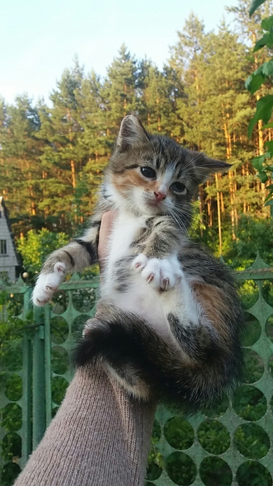 СРОЧНО ищут дом трое котят!, фото 2