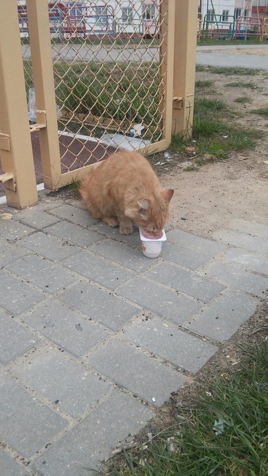 Рыжий кот в дар., фото 2