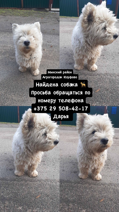 Найдена собака 