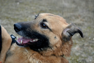 Лайм ждет любящего хозяина, фото 4