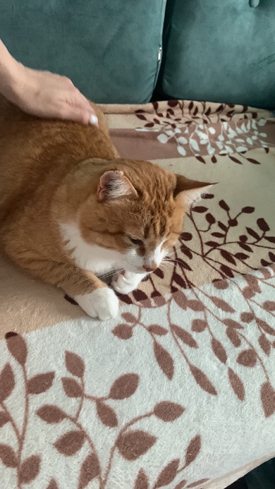 Потерялся кот Рыжик