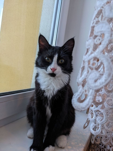 Потерялась кошка