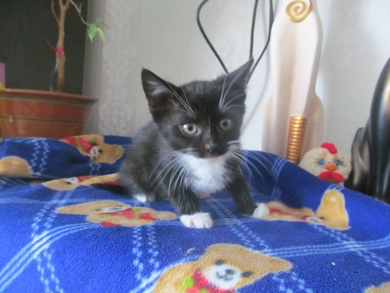Красивый котёнок ищет ДОМ!