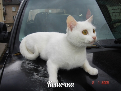 Срочно ищут ДОМ милые котята!, фото 4