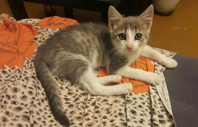Отдам котёнока в ответственные руки., фото 2