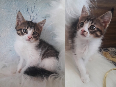 Очаровашки 2 месяца  и мамочка кошка., фото 3