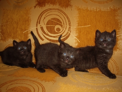 Милые котятки в дар!, фото 3