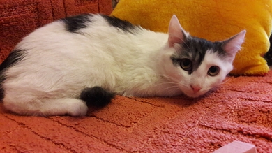 Котик- подросток Тишка в добрые ручки.
