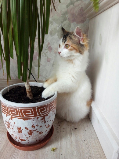 Отдам красивую молодую кошечка.