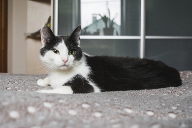 КошкаНюша ищет дом!, фото 2