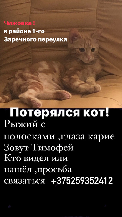 Потерялся кот