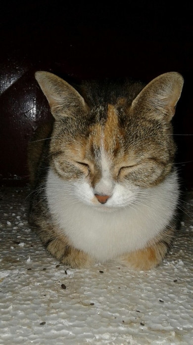 СРОЧНО!!! Новая домашняя кошка и три котенка в САХе.